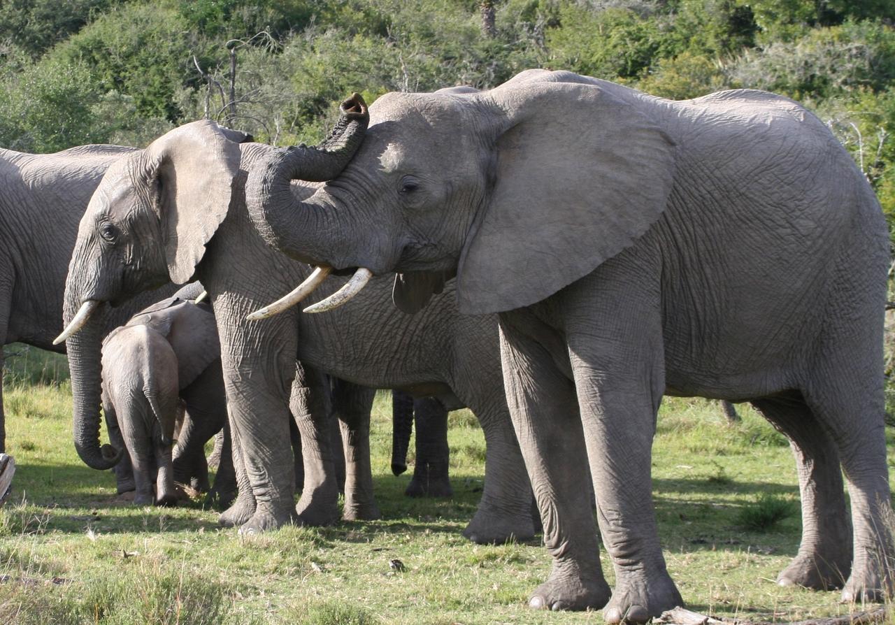 Lalibela Game Reserve Mark'S Camp グラハムズタウン エクステリア 写真