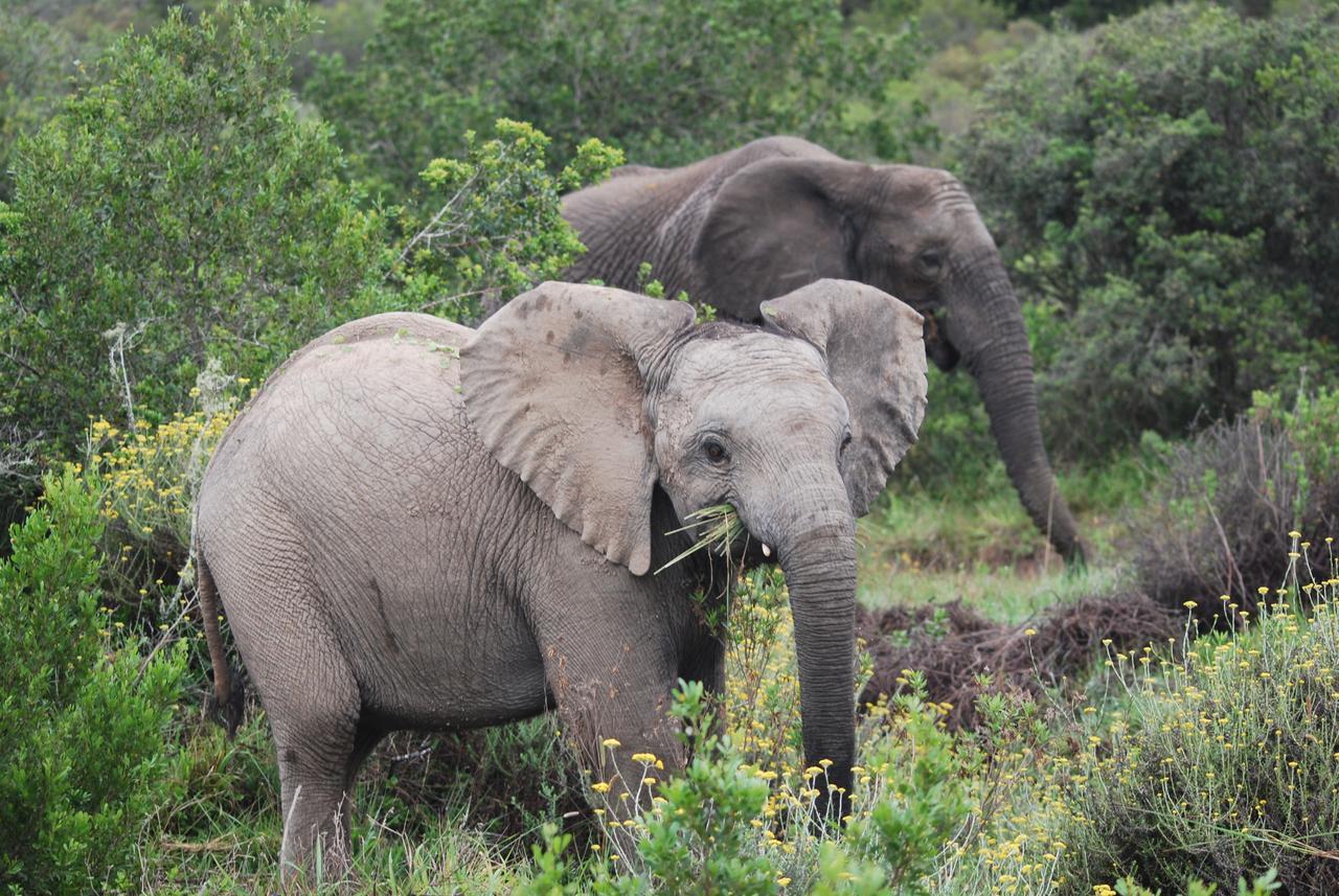 Lalibela Game Reserve Mark'S Camp グラハムズタウン エクステリア 写真