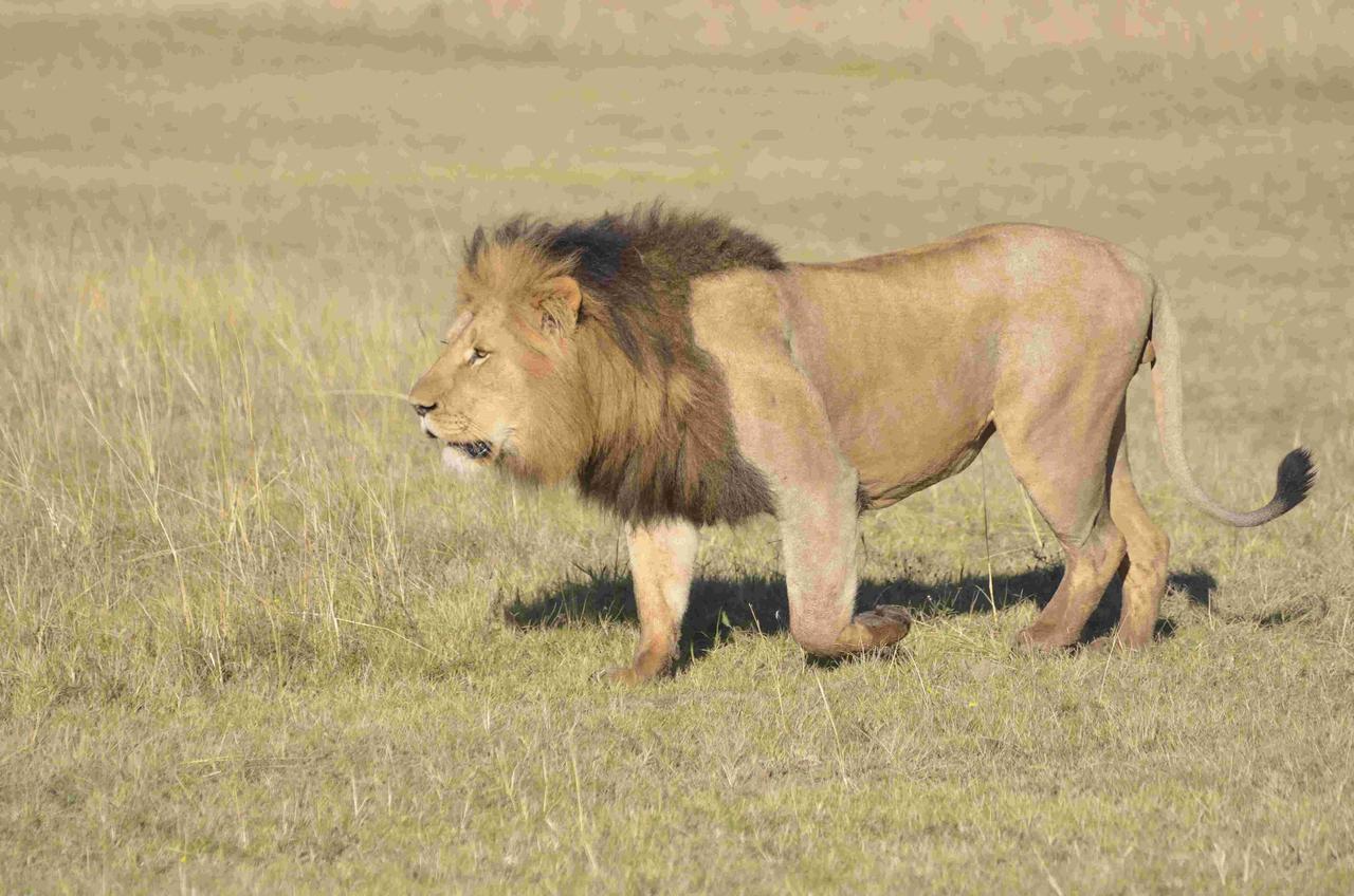 Lalibela Game Reserve Mark'S Camp グラハムズタウン エクステリア 写真