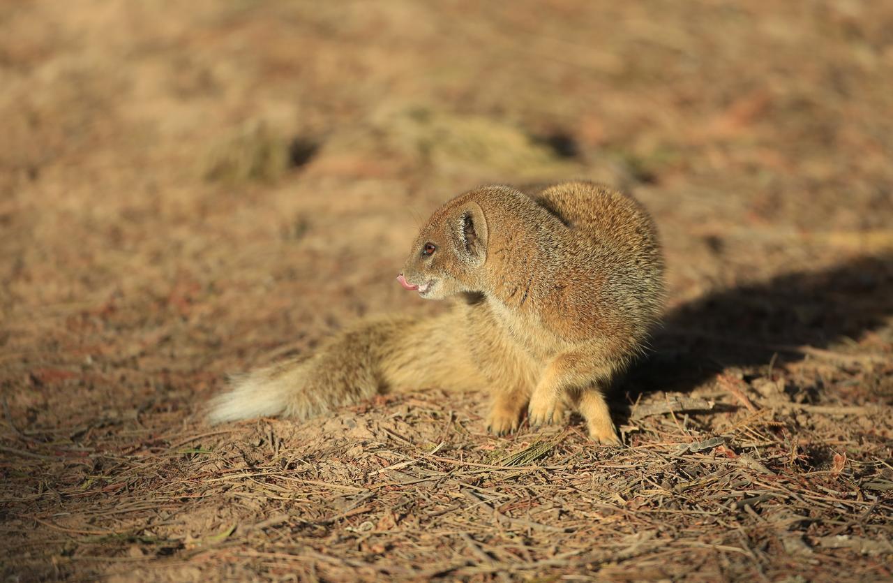 Lalibela Game Reserve Mark'S Camp グラハムズタウン エクステリア 写真