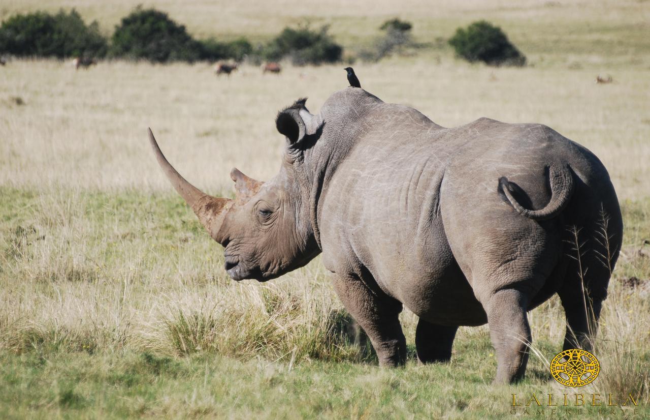 Lalibela Game Reserve Mark'S Camp グラハムズタウン エクステリア 写真