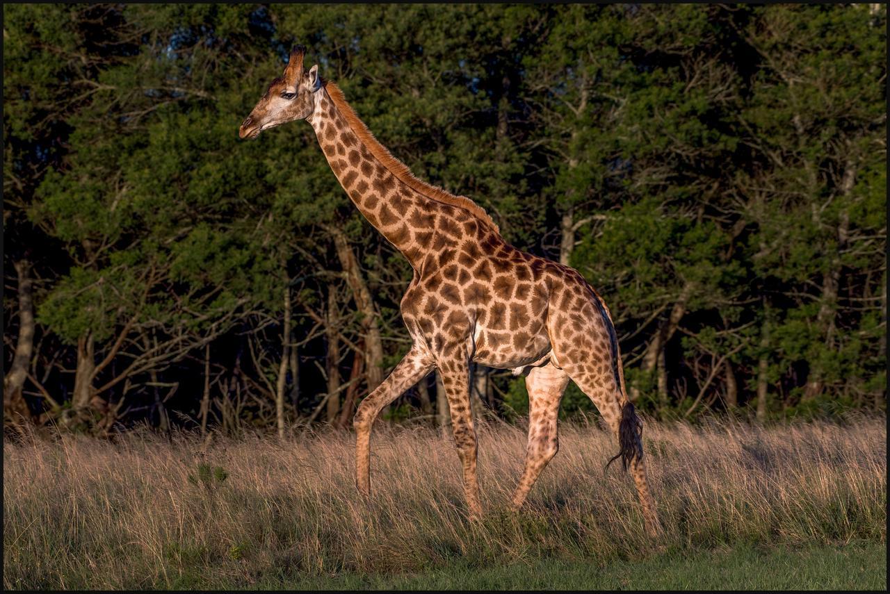 Lalibela Game Reserve Mark'S Camp グラハムズタウン エクステリア 写真
