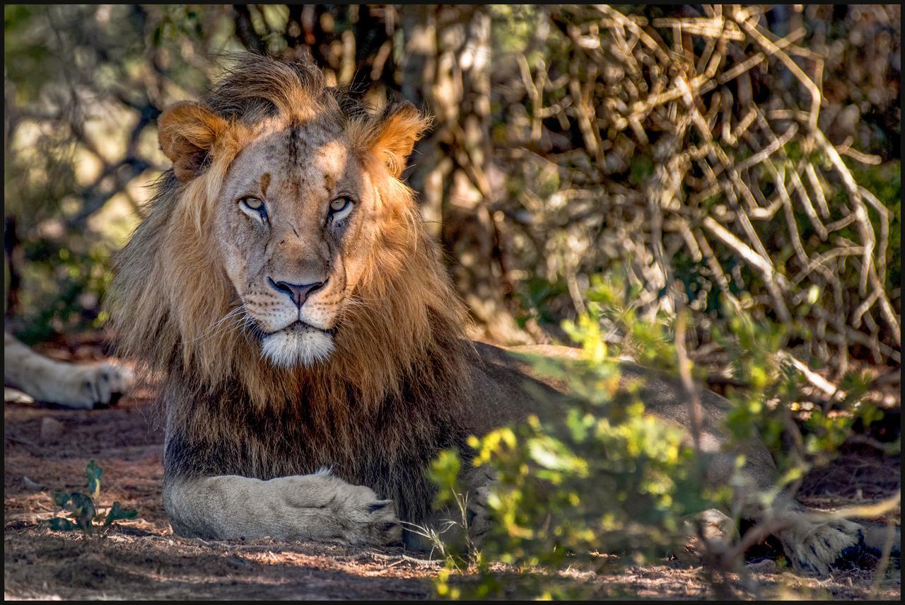Lalibela Game Reserve Mark'S Camp グラハムズタウン エクステリア 写真