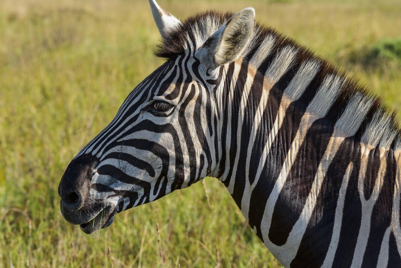 Lalibela Game Reserve Mark'S Camp グラハムズタウン エクステリア 写真