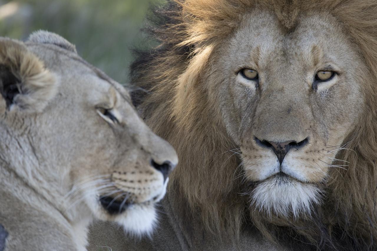 Lalibela Game Reserve Mark'S Camp グラハムズタウン エクステリア 写真