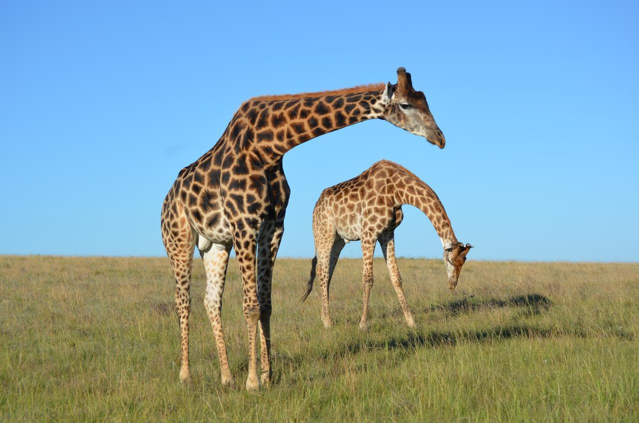 Lalibela Game Reserve Mark'S Camp グラハムズタウン エクステリア 写真