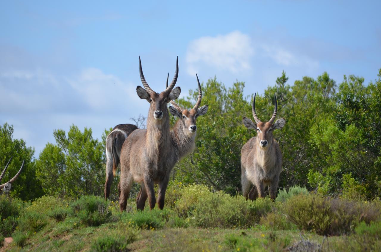 Lalibela Game Reserve Mark'S Camp グラハムズタウン エクステリア 写真