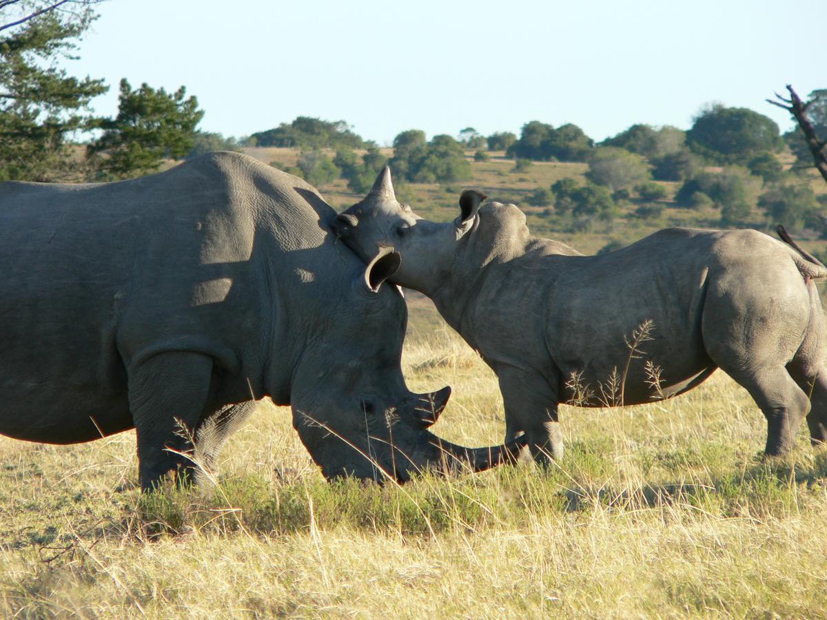 Lalibela Game Reserve Mark'S Camp グラハムズタウン エクステリア 写真