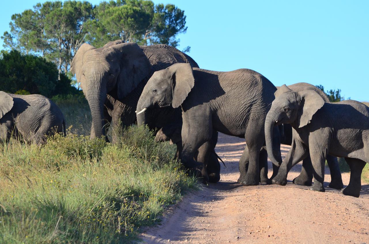 Lalibela Game Reserve Mark'S Camp グラハムズタウン エクステリア 写真