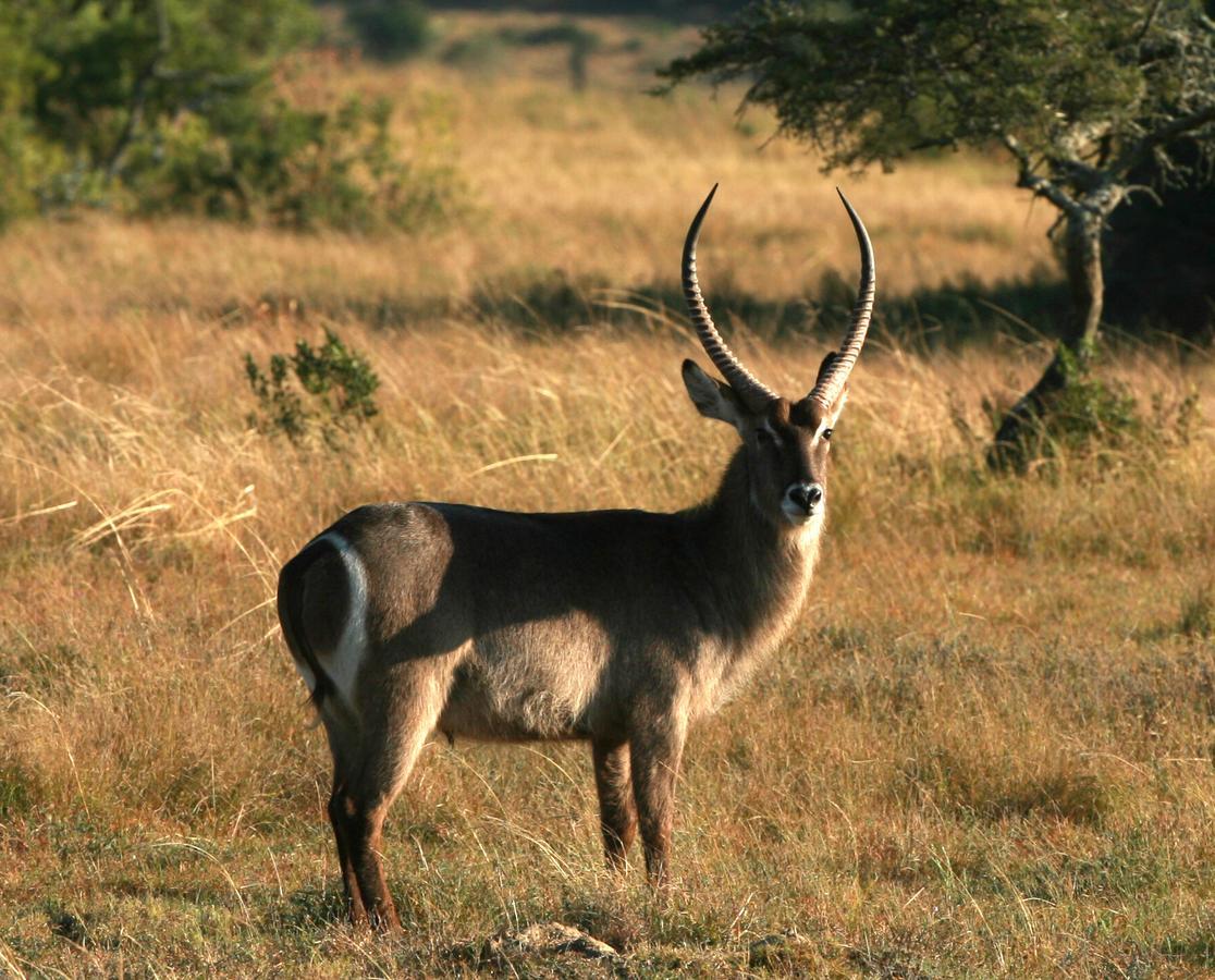 Lalibela Game Reserve Mark'S Camp グラハムズタウン エクステリア 写真
