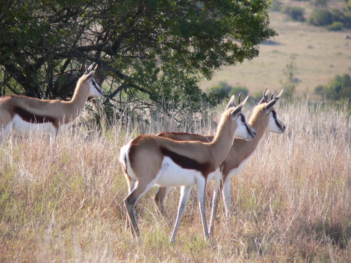Lalibela Game Reserve Mark'S Camp グラハムズタウン エクステリア 写真