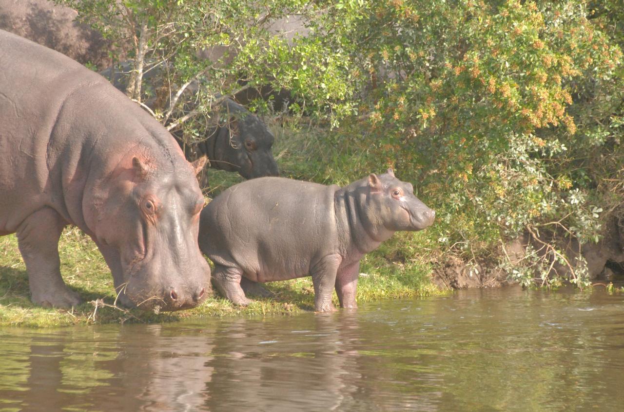 Lalibela Game Reserve Mark'S Camp グラハムズタウン エクステリア 写真