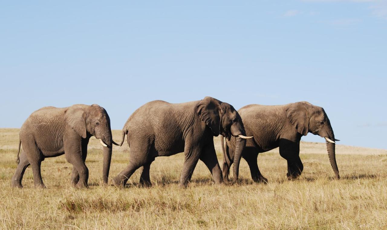 Lalibela Game Reserve Mark'S Camp グラハムズタウン エクステリア 写真