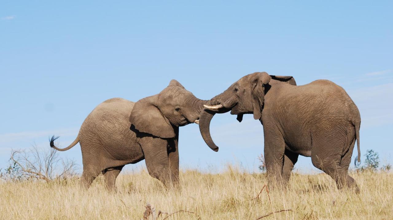 Lalibela Game Reserve Mark'S Camp グラハムズタウン エクステリア 写真