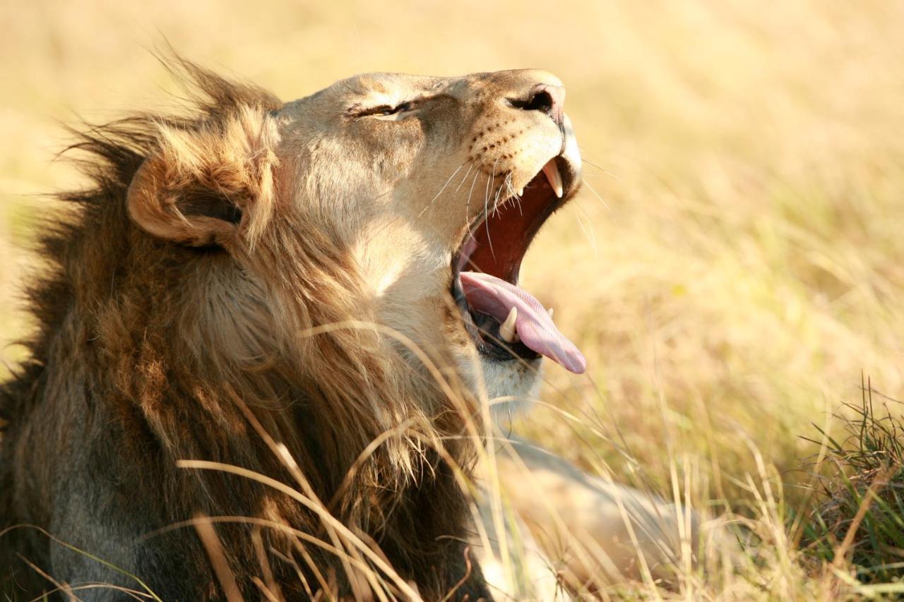 Lalibela Game Reserve Mark'S Camp グラハムズタウン エクステリア 写真